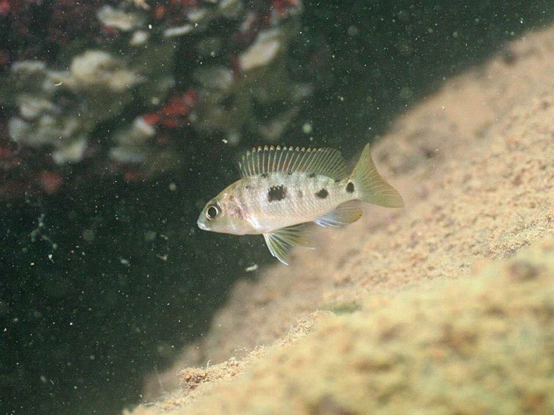 Otopharynx lithobates 'Mumbo Island'